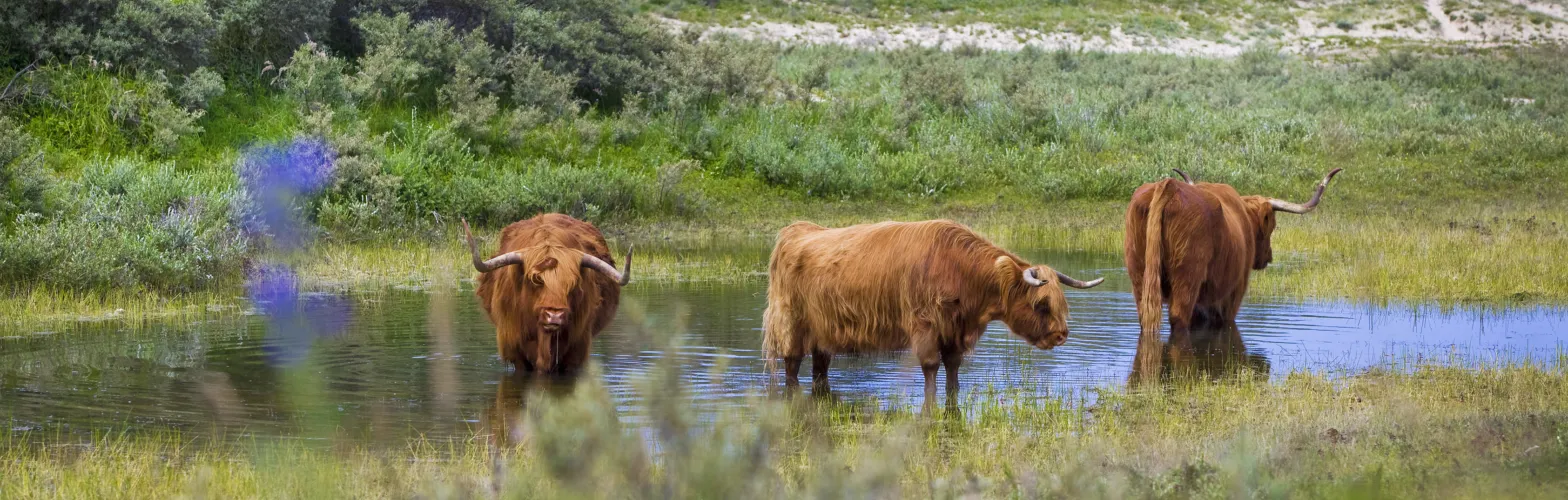 In de natuur schotse hooglanders