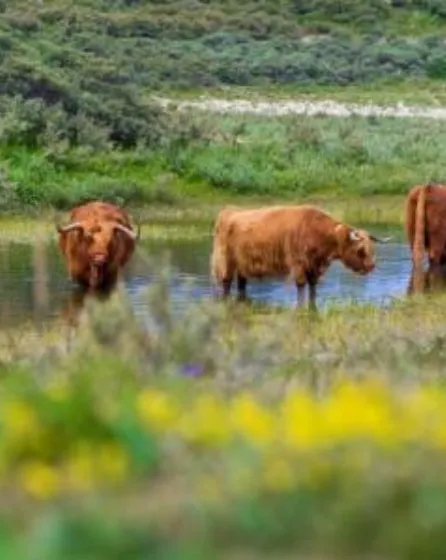 Schotse hooglanders duinreservaat