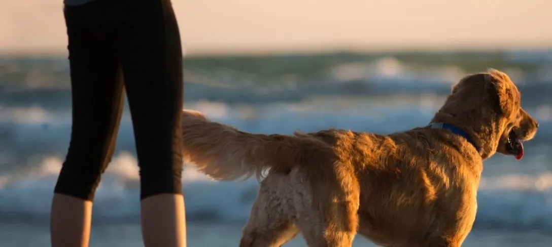 Hond strand vierkant