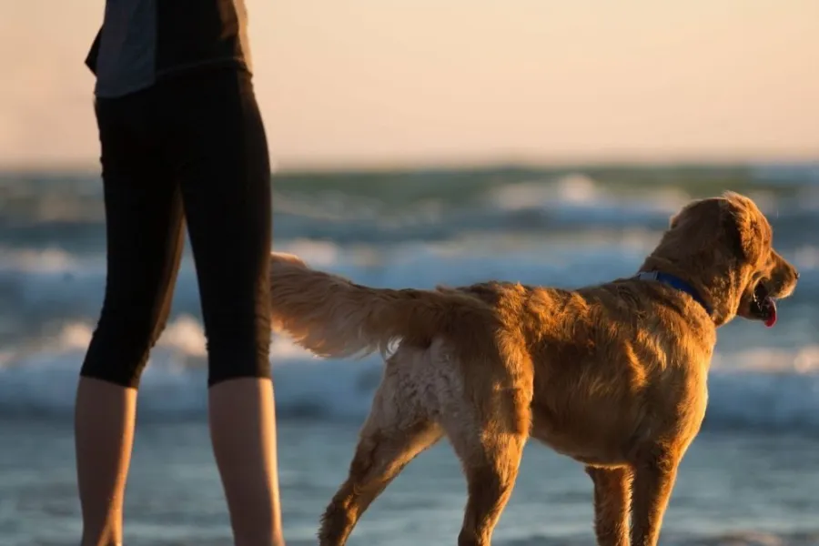 Hond strand vierkant