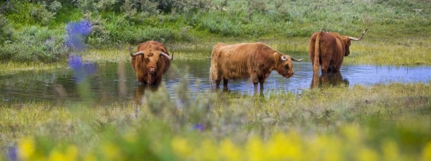 scottish highland cattles meadow kennemerland geversduin holland